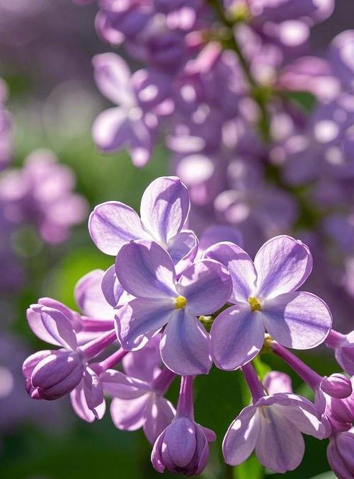 淡色花系的含义和特点是什么？淡色花系代表了什么？