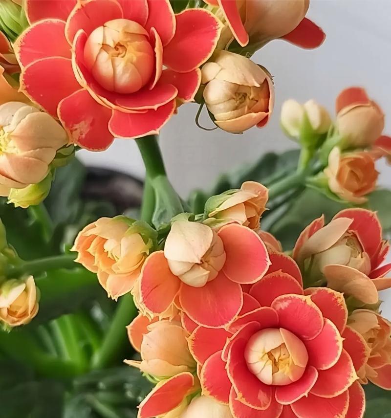 哪种花寓意幸福吉祥？它的花语是什么？
