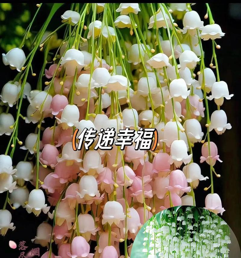 哪种花寓意幸福吉祥？它的花语是什么？