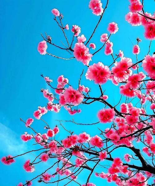春节期间赏花有哪些美好寓意？