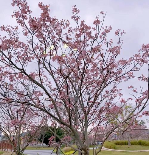 春节期间赏花有哪些美好寓意？
