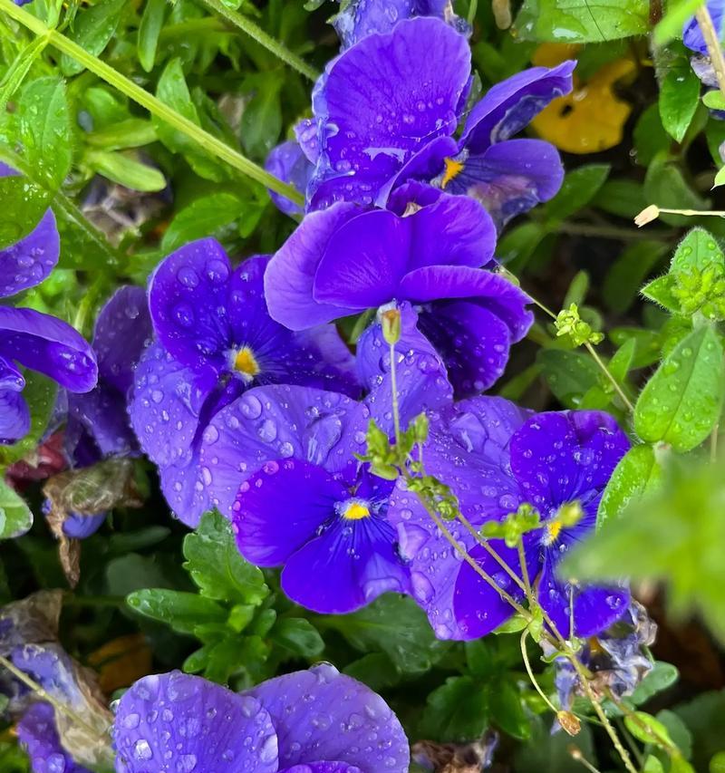 寓意健康的花唯美是什么？哪些花代表健康？