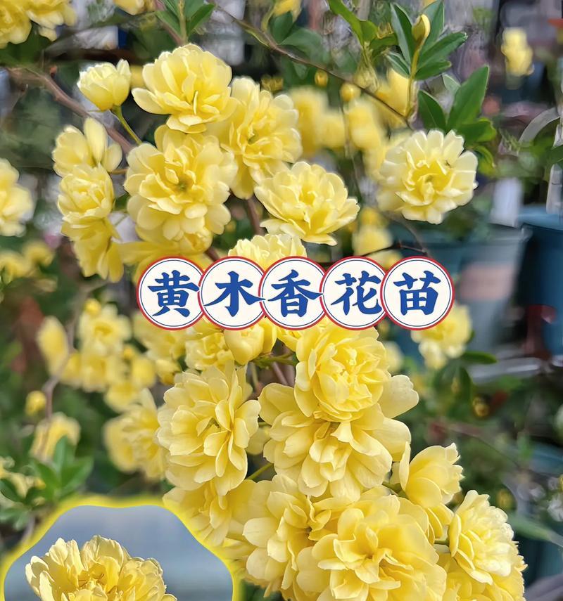 簪花中黄色花的寓意是什么？