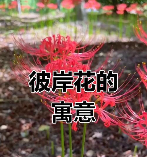 墨色月季花语是什么？黑色系花卉的特殊含义有哪些？
