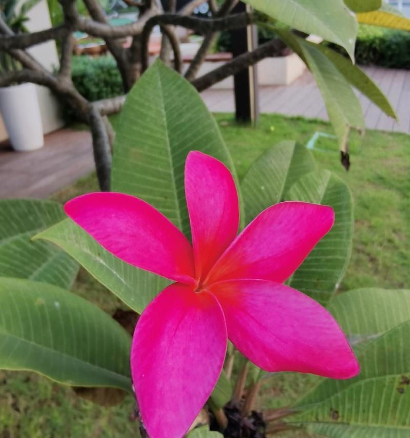 哪些粉色的花具有特别的意义？