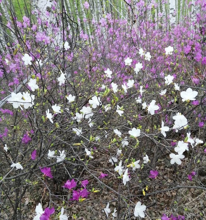 云之羽白色杜鹃花代表什么？它的寓意是什么？