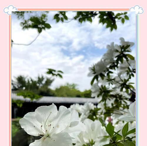 云之羽白色杜鹃花代表什么？它的寓意是什么？