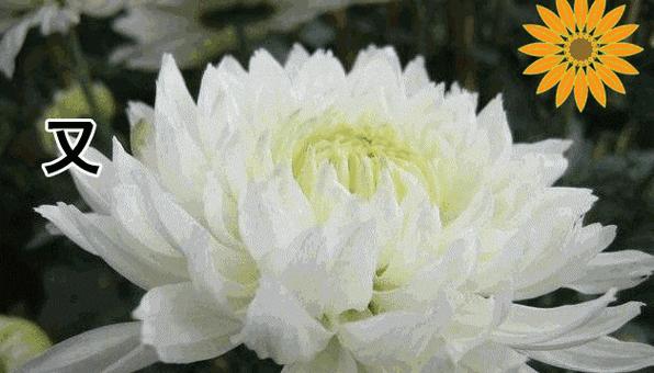 平安橘花有什么特别的含义吗？