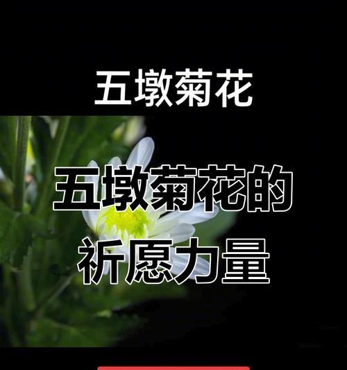 平安橘花有什么特别的含义吗？