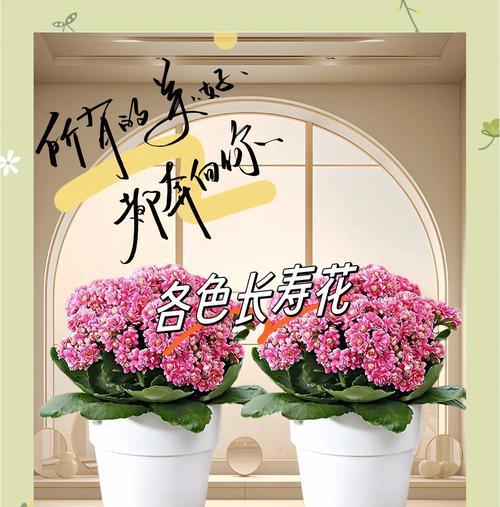 什么花象征老年人长寿？老年人长寿的花有哪些？