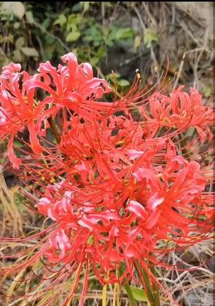 地狱的颜色和花象征着什么？