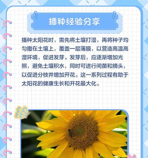 太阳花在父亲节的意义是什么？为什么适合送给父亲？