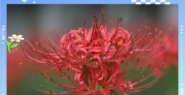 彼岸花与昙花的爱情象征是什么？