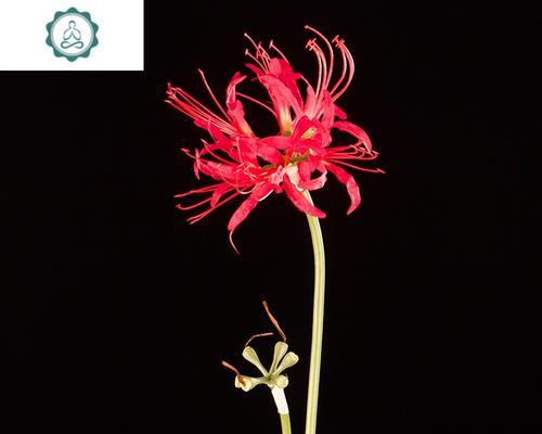 彼岸花与昙花的爱情象征是什么？