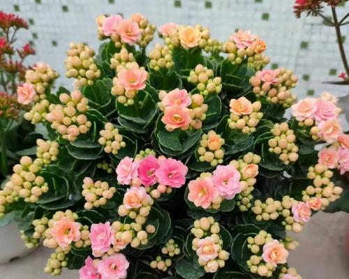 长寿花作为礼物有何美好寓意？