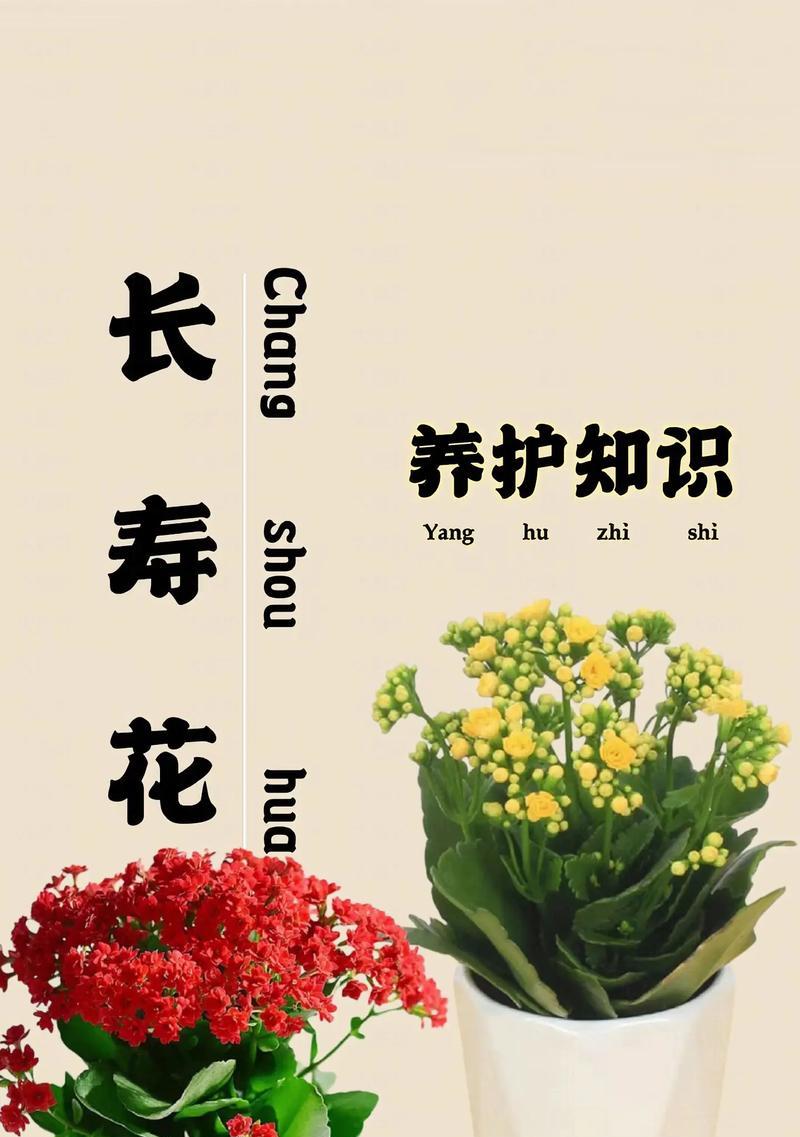 长寿花作为礼物有何美好寓意？