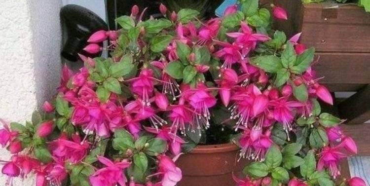 粉色金钟花象征着什么？