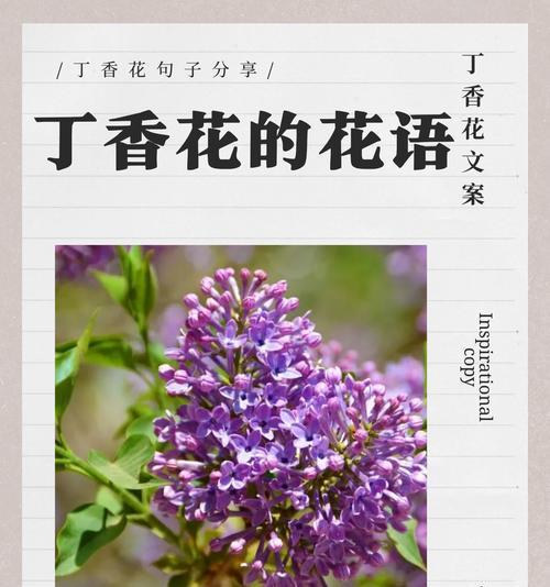 花与爱情的寓意和象征是什么？