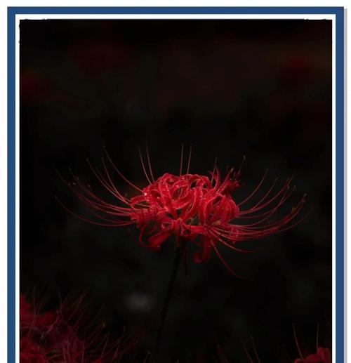 灰色流苏象征什么花？它的花语和寓意是什么？