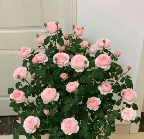 灰色流苏象征什么花？它的花语和寓意是什么？