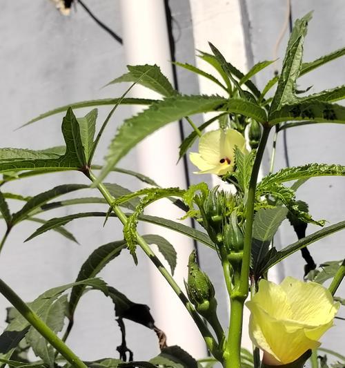 哪种花寓意飞黄腾达？适合什么场合？