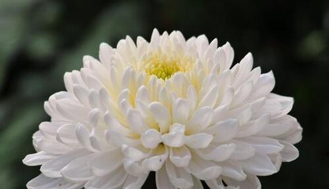 哪种花寓意飞黄腾达？适合什么场合？