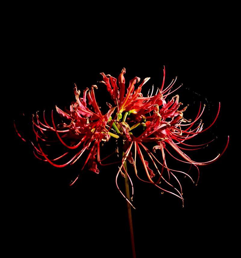 黑色的花通常代表什么？黑色花的象征意义有哪些？