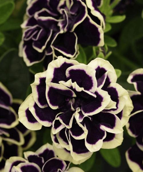 黑色的花通常代表什么？黑色花的象征意义有哪些？