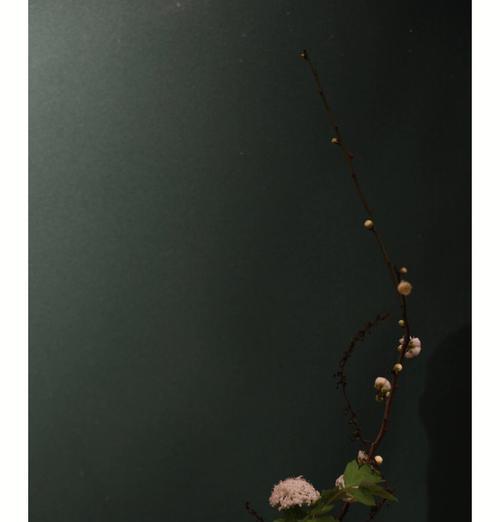 黑色蔷薇花代表了什么？它在花艺中有哪些独特含义？