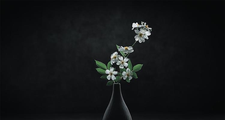 黑色蔷薇花代表了什么？它在花艺中有哪些独特含义？