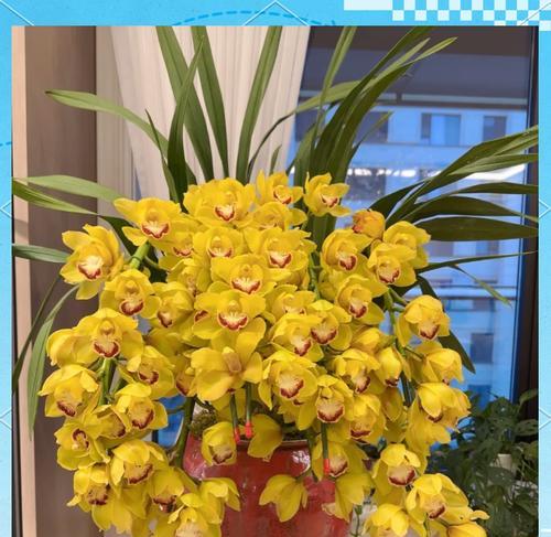 春节送大花蕙兰的寓意是什么？春节送大花蕙兰代表什么？