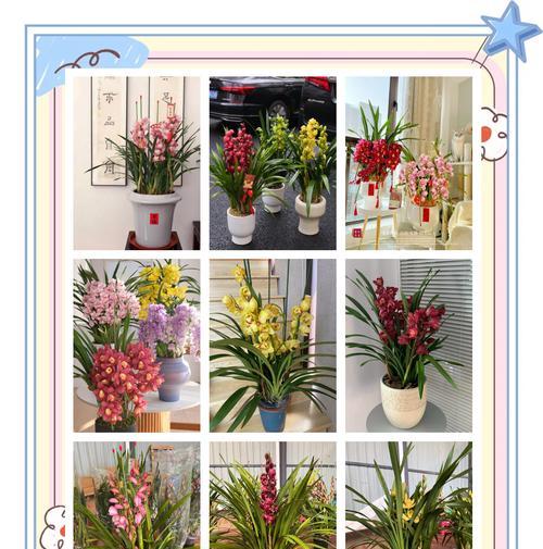 春节送大花蕙兰的寓意是什么？春节送大花蕙兰代表什么？