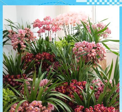 春节送大花蕙兰的寓意是什么？春节送大花蕙兰代表什么？