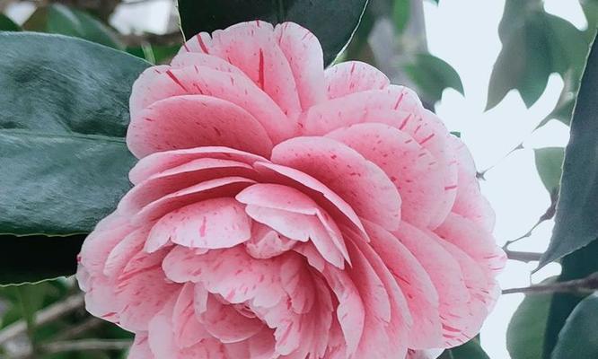 粉色花有哪些好寓意？粉色花代表什么吉祥意义？