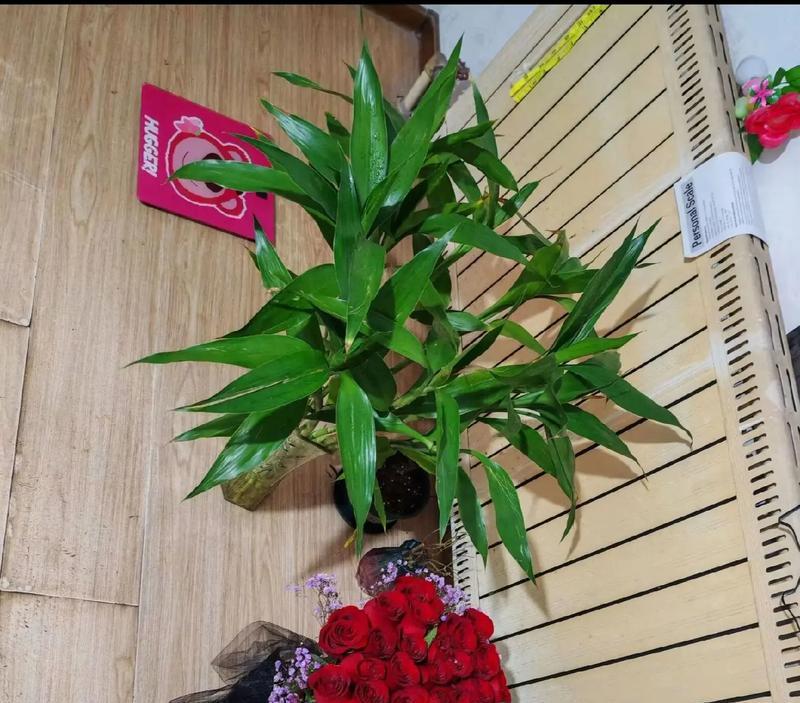 永生花绿色的寓意是什么？绿色永生花象征着什么？