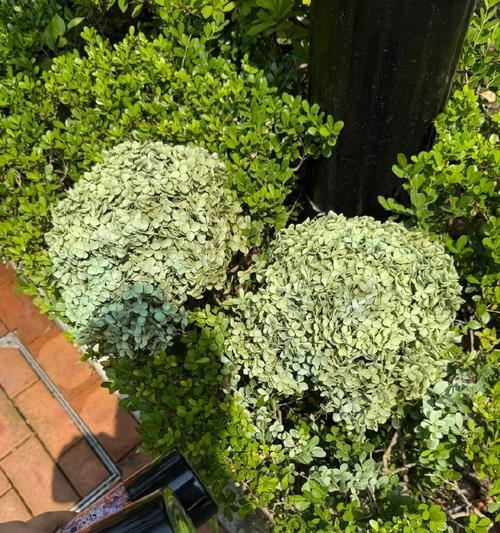 永生花绿色的寓意是什么？绿色永生花象征着什么？