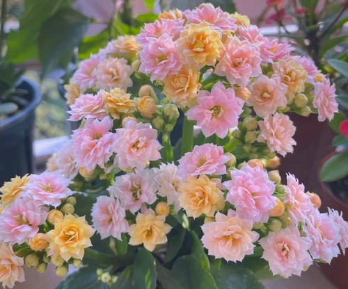 云和花组合的吉祥寓意是什么？花卉在文化中的象征意义有哪些？