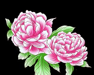 牡丹花的粉红色寓意和象征是什么？粉红色牡丹花代表什么？