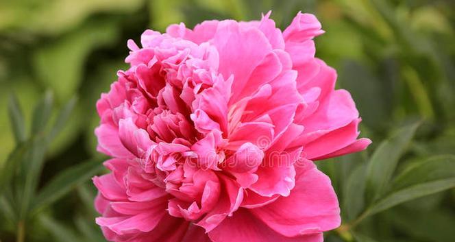 牡丹花的粉红色寓意和象征是什么？粉红色牡丹花代表什么？