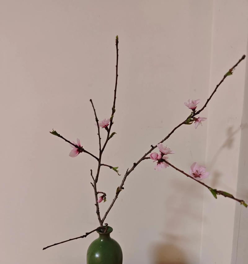 不同节气送花有哪些特别寓意？