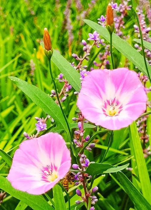 绿色的花代表什么意义？它有哪些特别的寓意？