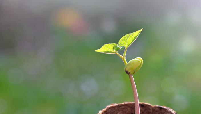 绿色的花代表什么意义？它有哪些特别的寓意？