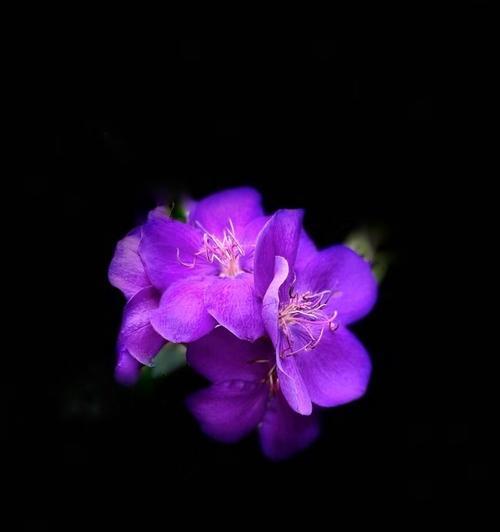 牡丹花紫色代表什么？它的含义和寓意是什么？