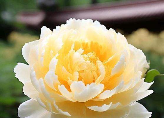 哪种花象征富贵美丽？