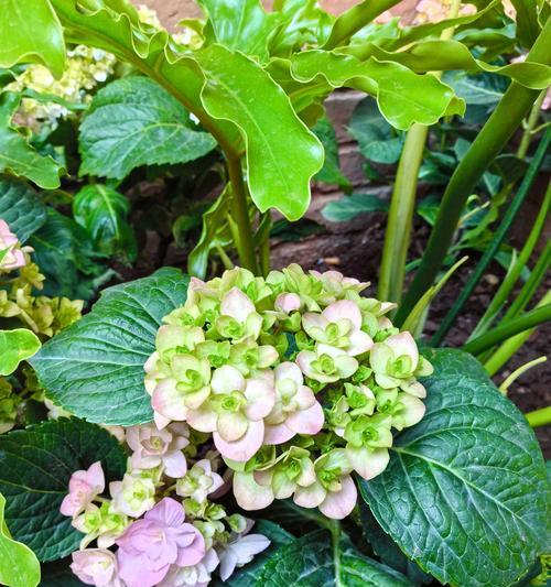 金色绣球花的寓意是什么？