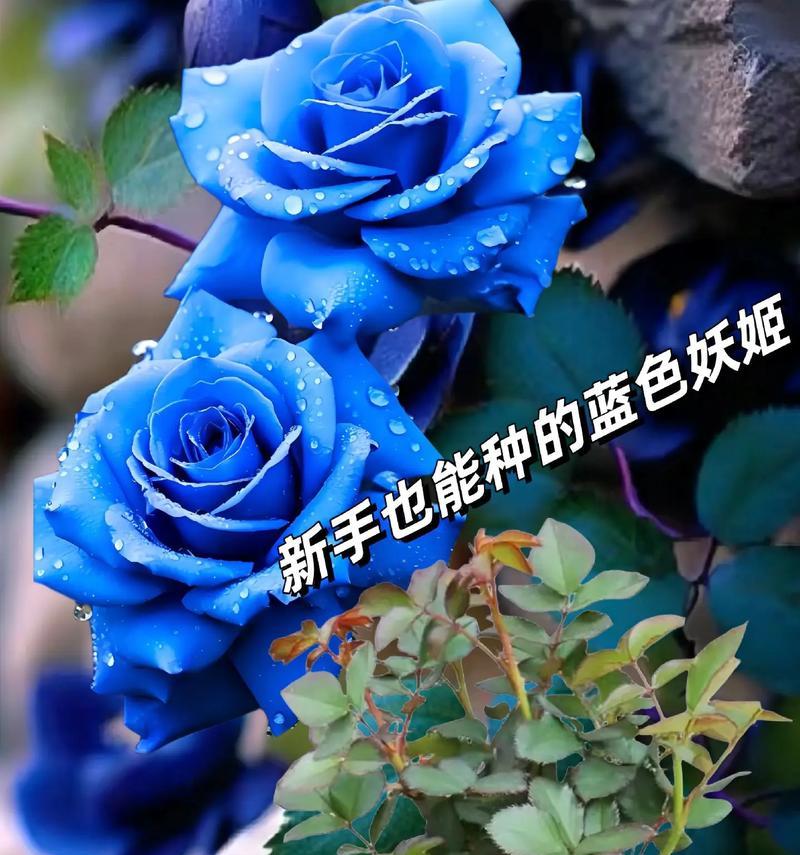 种下三颗蓝色玫瑰花有何寓意？它的含义是什么？