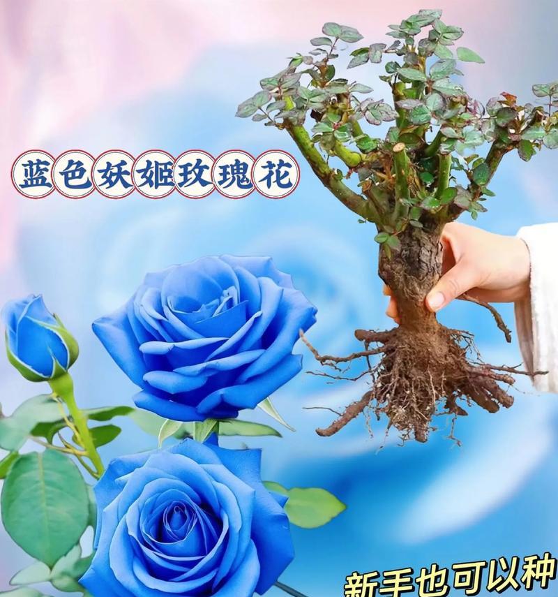 种下三颗蓝色玫瑰花有何寓意？它的含义是什么？