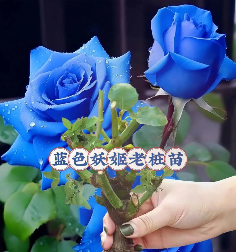 种下三颗蓝色玫瑰花有何寓意？它的含义是什么？