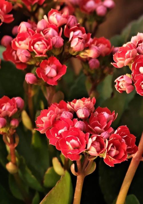 长寿花送人代表什么？长寿花的花语有哪些？
