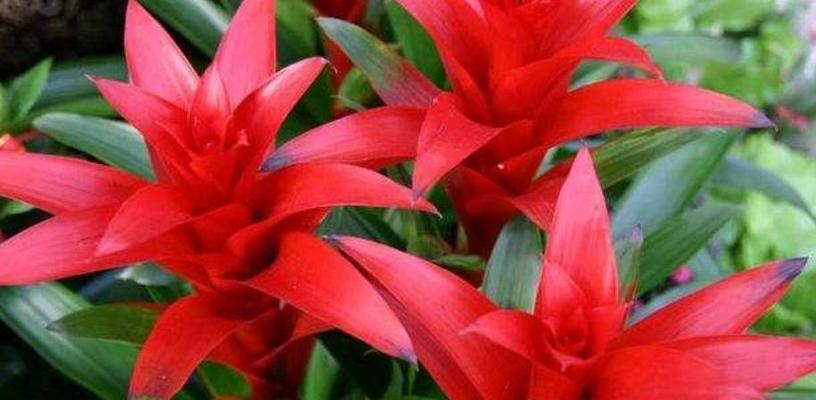 哪些花寓意富贵？